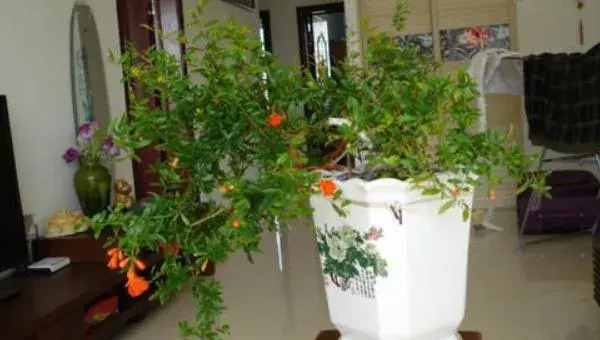 石榴花叶子发黄怎么办 石榴花掉叶子的原因及解决方法