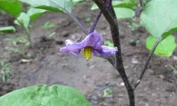 茄子连续开花结果有什么好办法