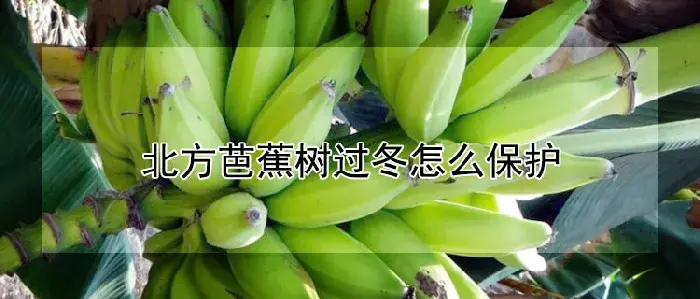 北方芭蕉树过冬怎么保护