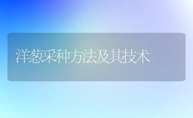 洋葱采种方法及其技术 | 植物科普