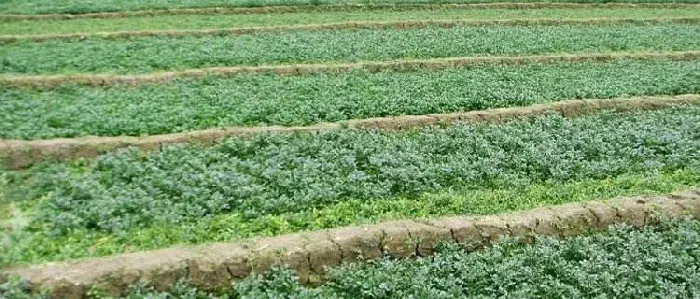 豆瓣菜是什么种出来的 豆瓣菜能在旱地种植吗