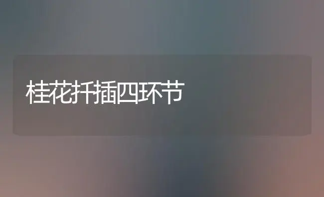 桂花扦插四环节 | 植物知识