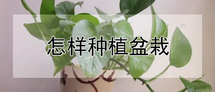 怎样种植盆栽