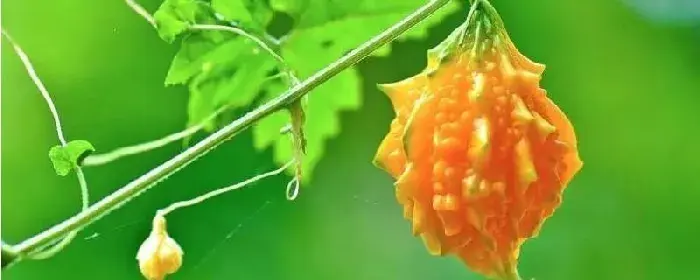 金铃子种植时间和方法，南方比北方的种植时间早