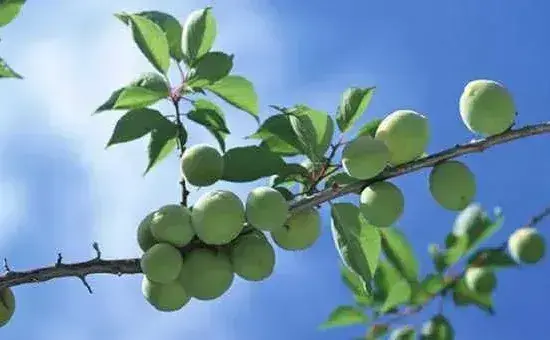 青梅的高产种植技术