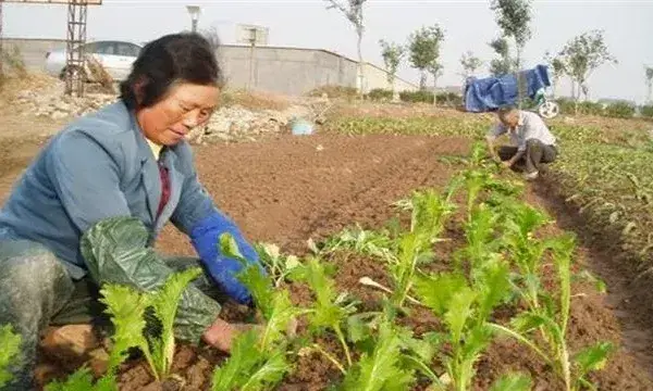 榨菜移栽技术和留种要点