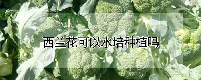 西兰花可以水培种植吗