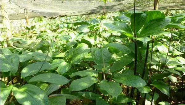 种植重楼赚钱吗 重楼市场前景 重楼种植效益分析