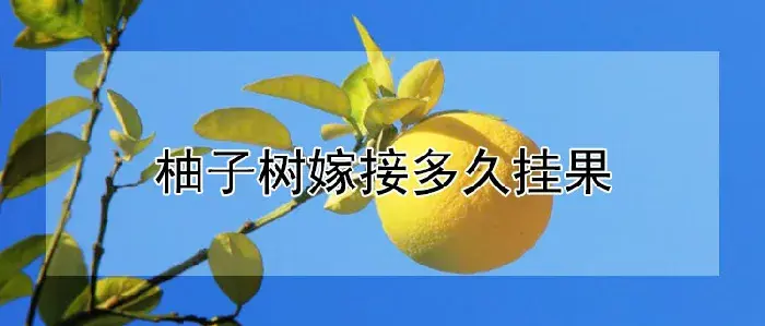 柚子树嫁接多久挂果