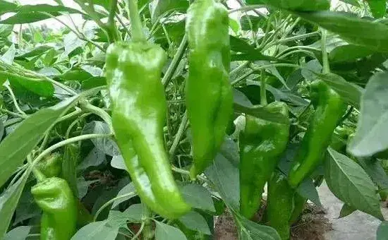 秋冬茬辣椒果实发育不良是什么原因？如何解决？