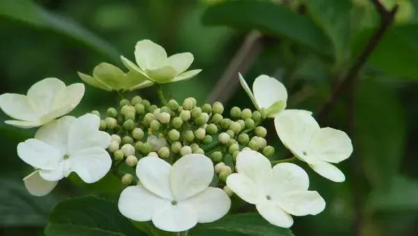 琼花怎么种 琼花种植方法与注意事项