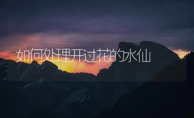 如何处理开过花的水仙 | 植物知识