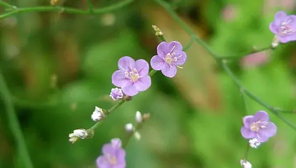 补血草怎么种 补血草种植方法与注意事项