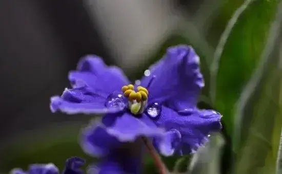 紫罗兰花语寓意及日常养护要点