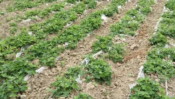 花生种植时间和生长期