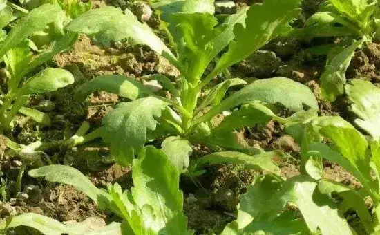 茼蒿的种植方法和时间