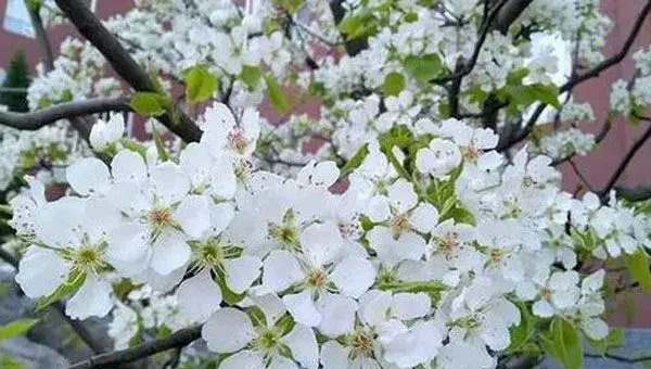 梨树花期怎么提高坐果率