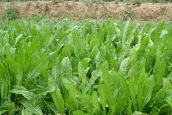  菊苣草种子多少钱一斤 （菊苣草种子种植技术）