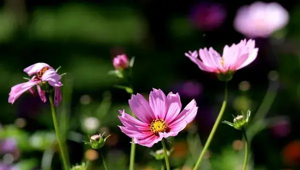 格桑花种植方法和时间