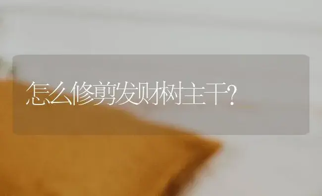 怎么修剪发财树主干？ | 植物问答