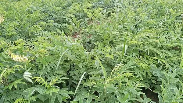 苦参种植技术 苦参种植时间及方法