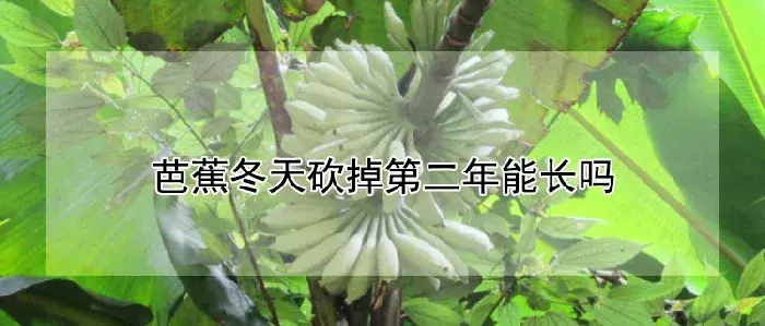 芭蕉冬天砍掉第二年能长吗