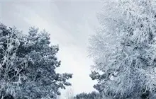 雪松栽培方法