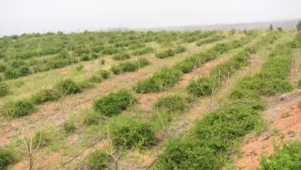 杜仲种植技术 杜仲种植时间及方法