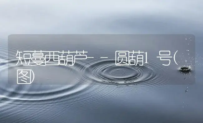 短蔓西葫芦--圆葫1号(图) | 植物百科