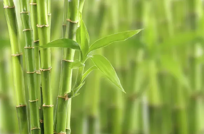 适合在家中种植的竹子有哪些？