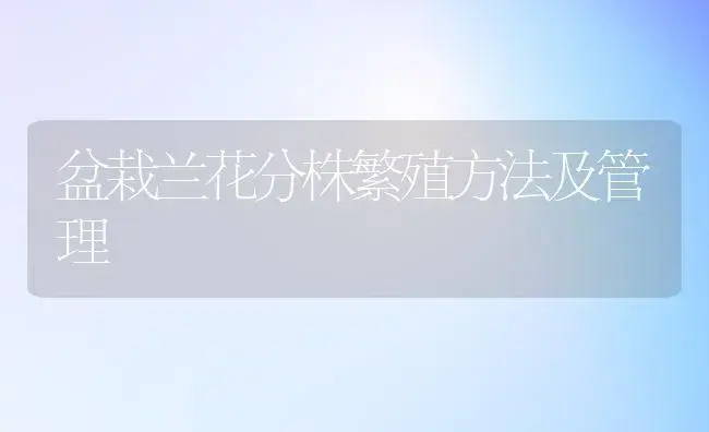 盆栽兰花分株繁殖方法及管理 | 植物知识