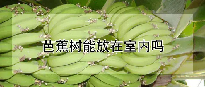 芭蕉树能放在室内吗