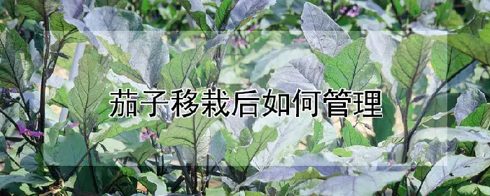 茄子移栽后如何管理