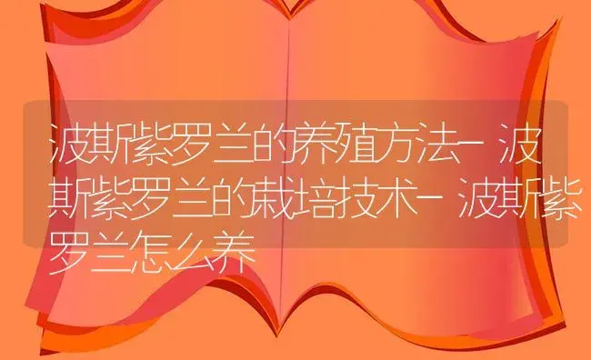 波斯紫罗兰的养殖方法-波斯紫罗兰的栽培技术-波斯紫罗兰怎么养 | 植物知识