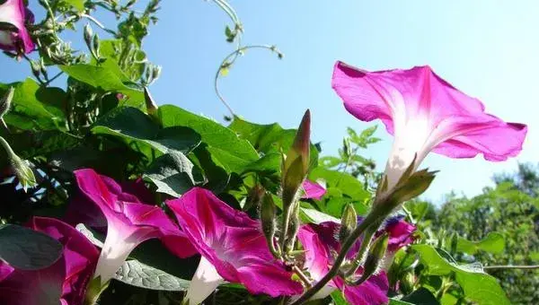 牵牛花怎么传播种子 牵牛花播种繁殖方法
