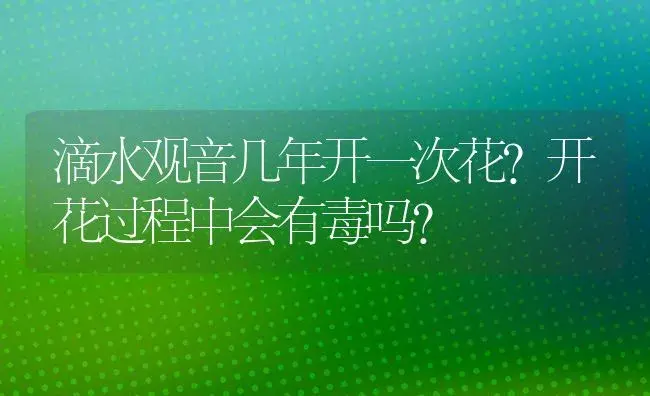 滴水观音几年开一次花？开花过程中会有毒吗？ | 植物问答