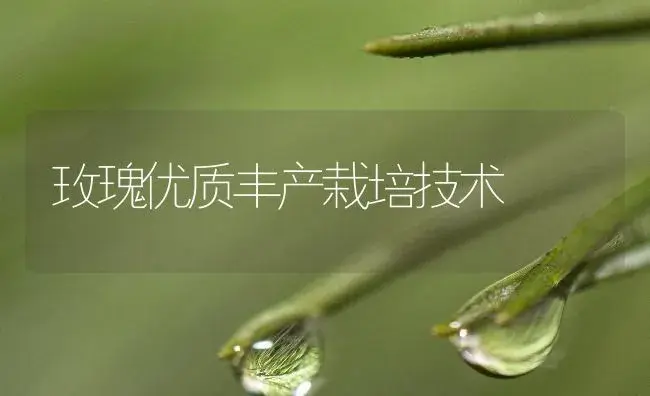 玫瑰优质丰产栽培技术 | 植物知识