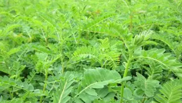 2018种黄芪赚钱吗？黄芪种植的利润与投资成本及前景预测