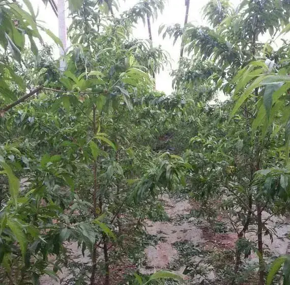 大棚油桃扣棚后管理措施