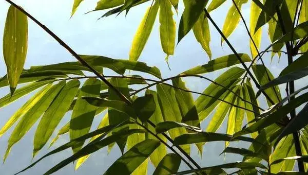 凤尾竹怎么浇水（多久浇一次）凤尾竹怎么修剪