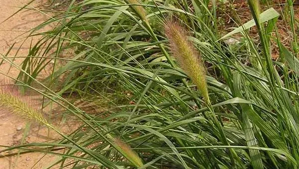 狼尾草种植技术，杂交狼尾草种植方法