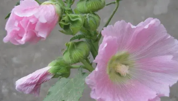 蜀葵盆栽的种植方法