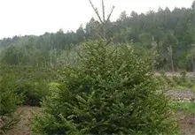 云杉吉松叶蜂的防治
