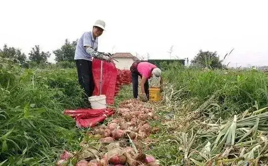 洋葱的高产播种技巧