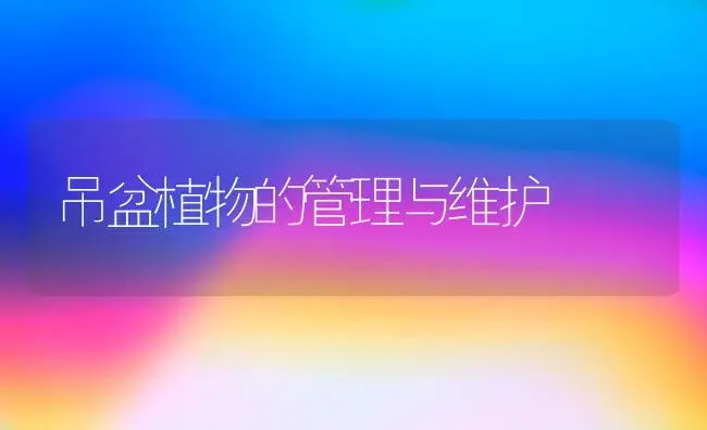 吊盆植物的管理与维护 | 植物知识