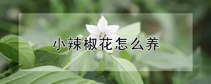 小辣椒花怎么养