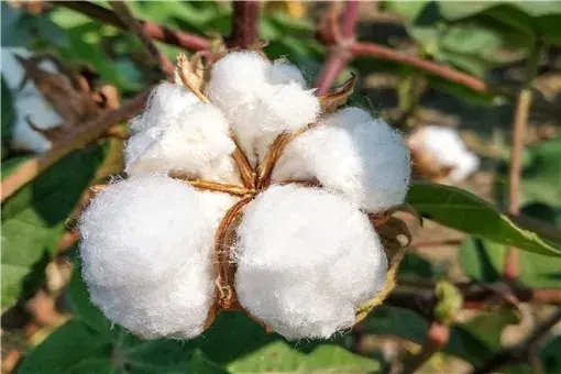 新疆种植棉花优势及种植技术与管理要点