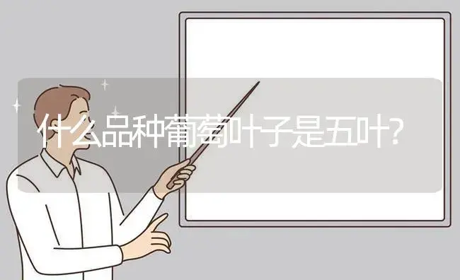 什么品种葡萄叶子是五叶？ | 植物问答