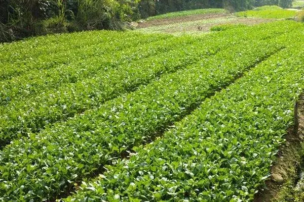 农村种什么致富快，哪些种植前景好