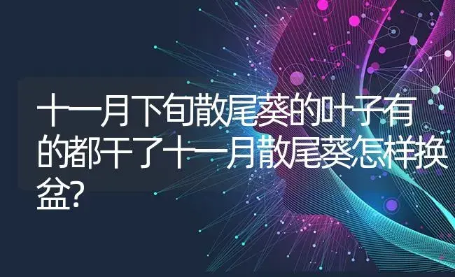 十一月下旬散尾葵的叶子有的都干了十一月散尾葵怎样换盆？ | 植物问答